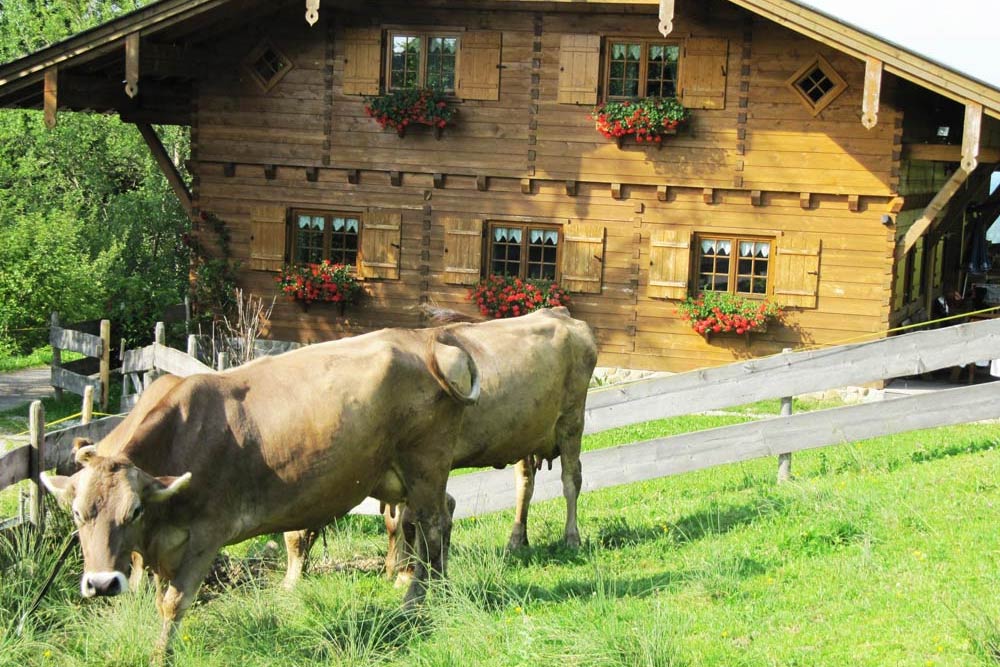 Alpe Halden Kühe vor der Hütte