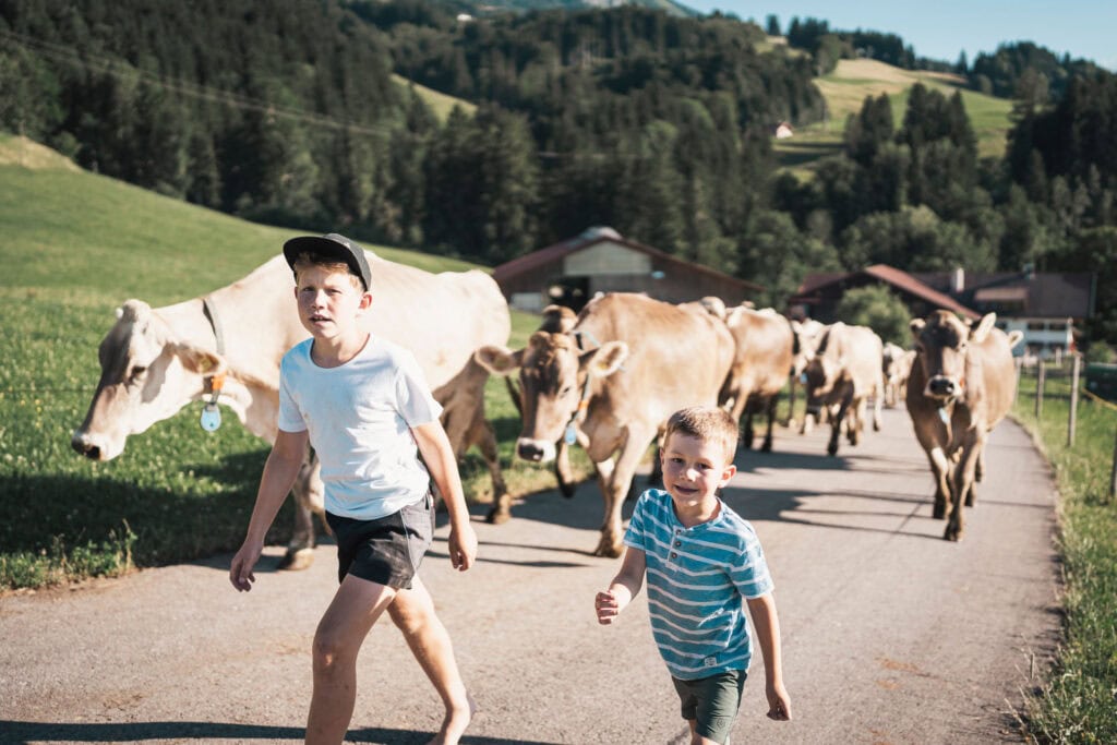 Kinder treiben Kühe von der Weide