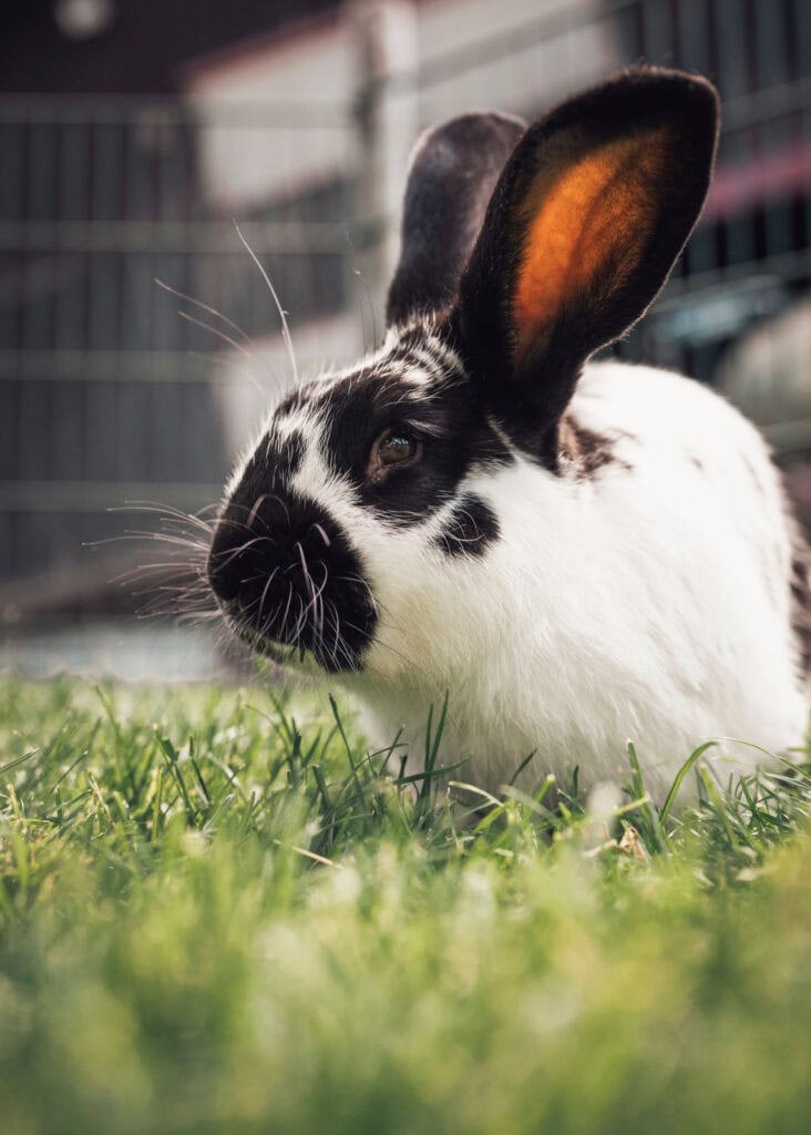 Tiere erleben Urlaub auf dem Bauernhof