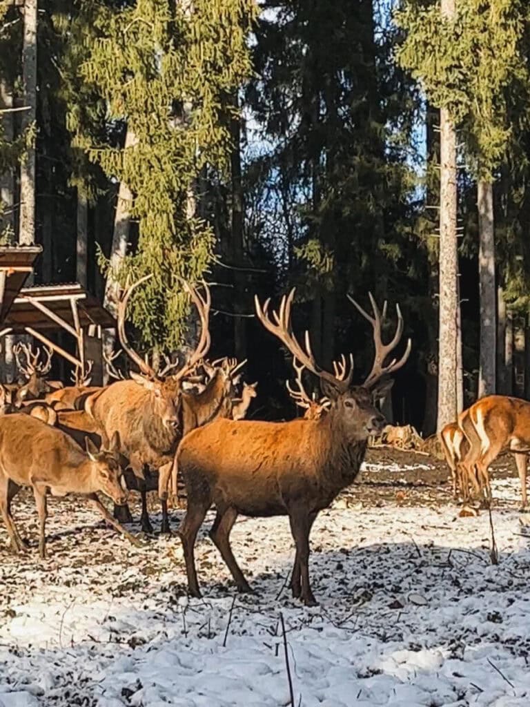 Wildtierfütterung in Schwangau im verschneiten Wald